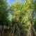 宫粉紫荆12～15公分基地直销大小规格齐全质量优质