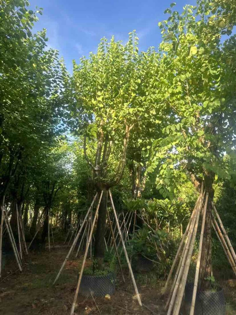 宫粉紫荆12～15公分基地直销大小规格齐全质量优质