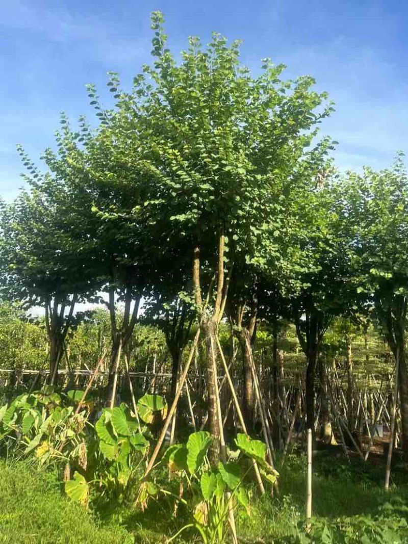 宫粉紫荆12～15公分基地直销大小规格齐全质量优质
