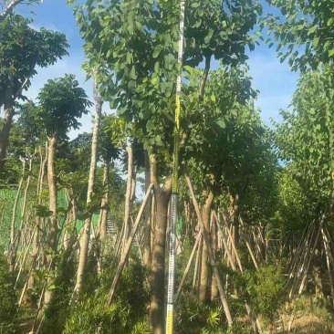 宫粉紫荆12～15公分基地直销大小规格齐全质量优质