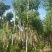 宫粉紫荆12～15公分基地直销大小规格齐全质量优质
