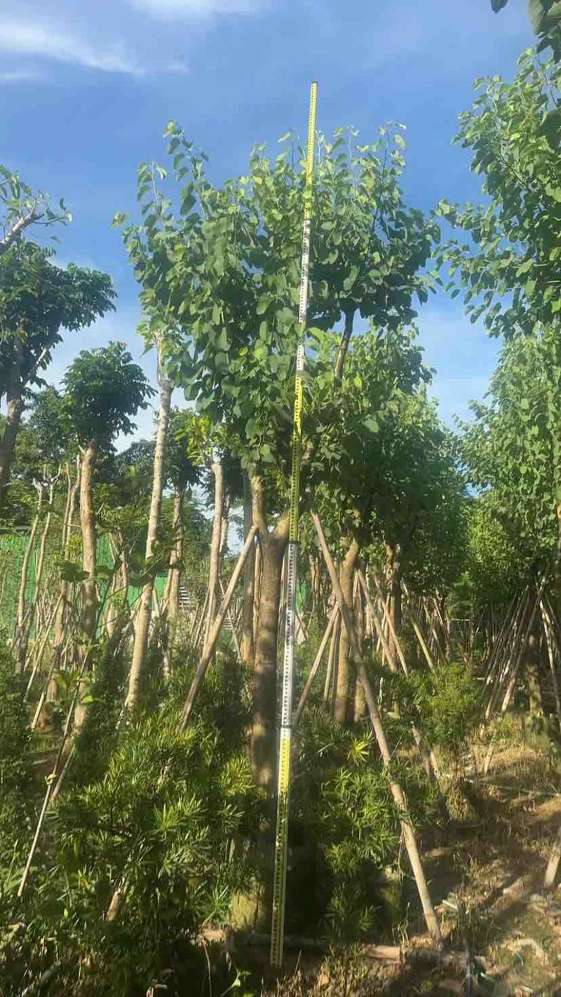 宫粉紫荆12～15公分基地直销大小规格齐全质量优质
