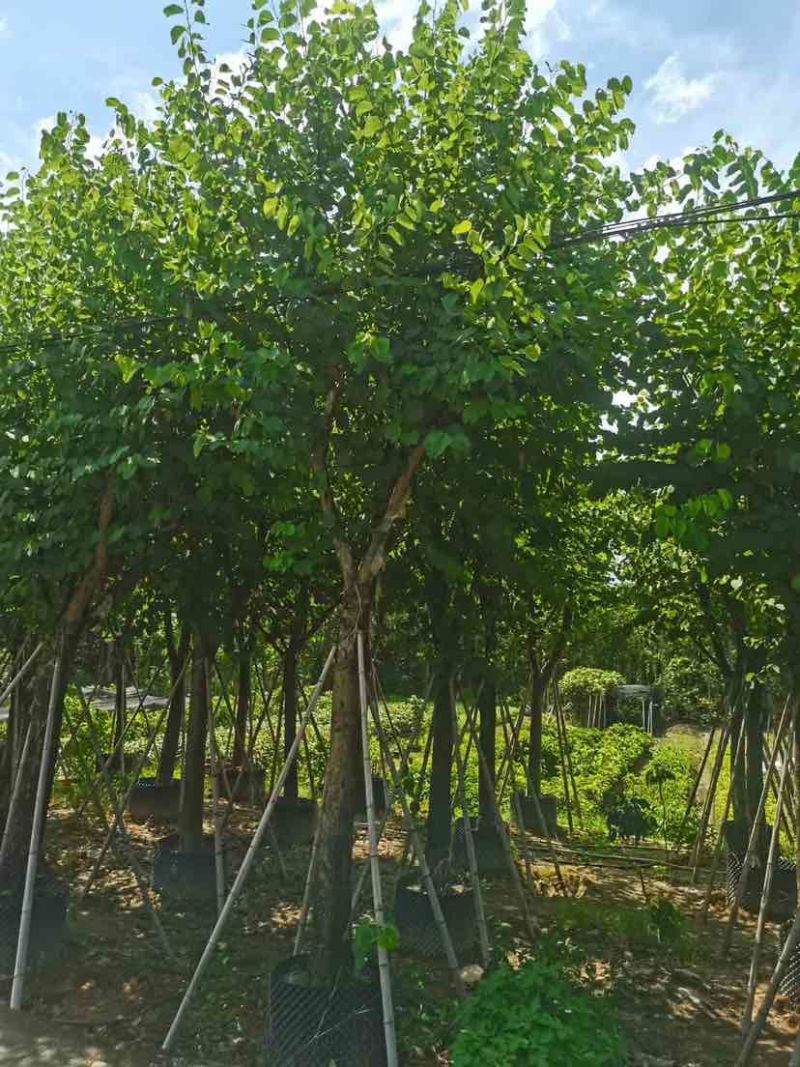 宫粉紫荆12～15公分基地直销大小规格齐全质量优质