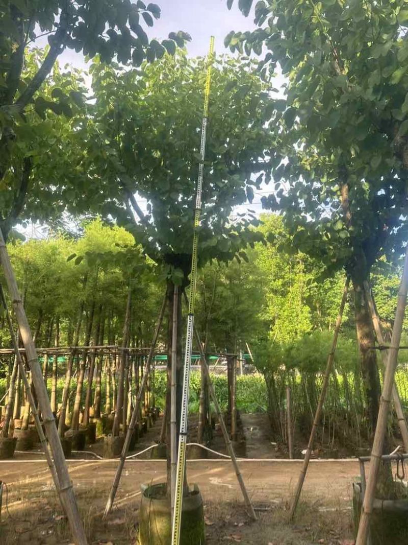 宫粉紫荆12～15公分基地直销大小规格齐全质量优质