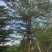 小叶榄仁树10～12公分基地直销大小规格齐全质量优质