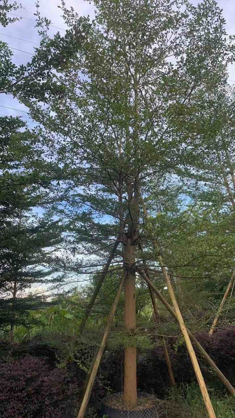 小叶榄仁树10～12公分基地直销大小规格齐全质量优质