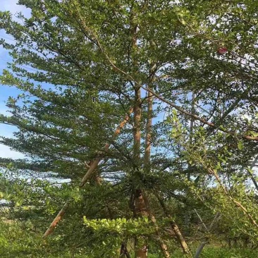 小叶榄仁树10～12公分基地直销大小规格齐全质量优质