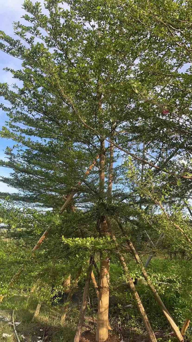 小叶榄仁树10～12公分基地直销大小规格齐全质量优质