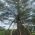 小叶榄仁树10～12公分基地直销大小规格齐全质量优质