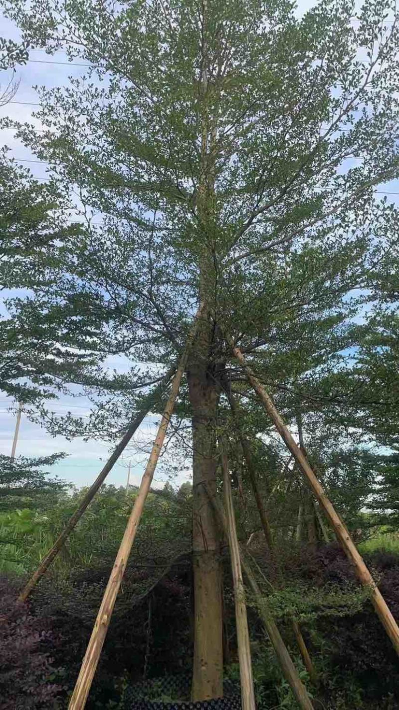 小叶榄仁树10～12公分基地直销大小规格齐全质量优质