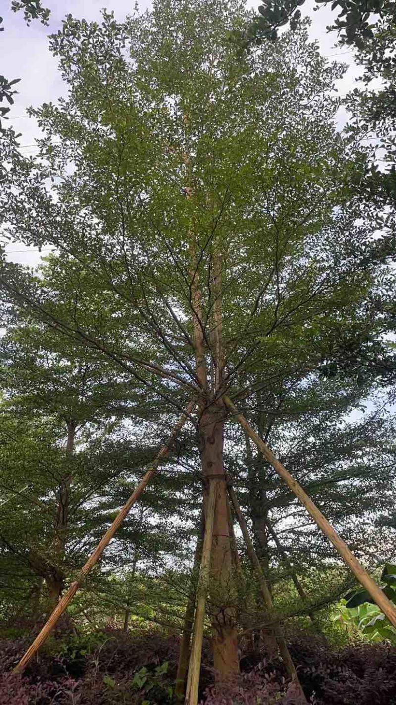 小叶榄仁树10～12公分基地直销大小规格齐全质量优质