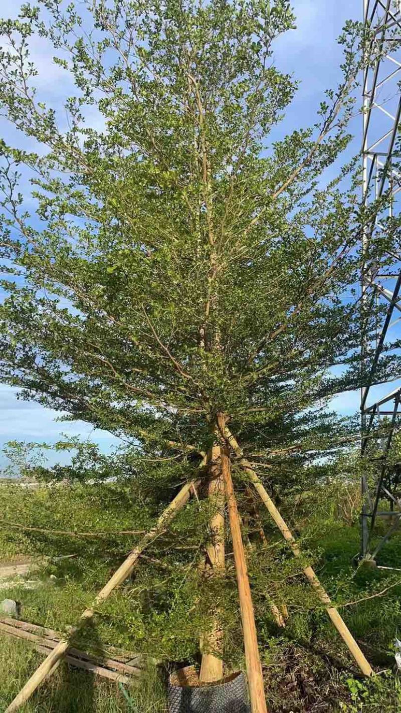 小叶榄仁树10～12公分基地直销大小规格齐全质量优质