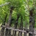 重阳木5～8公分基地直销大小规格齐全质量优质