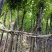重阳木5～8公分基地直销大小规格齐全质量优质