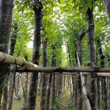 重阳木5～8公分基地直销大小规格齐全质量优质