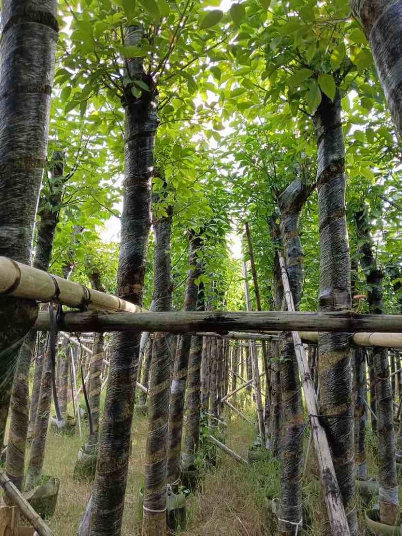 重阳木5～8公分基地直销大小规格齐全质量优质