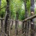 重阳木5～8公分基地直销大小规格齐全质量优质