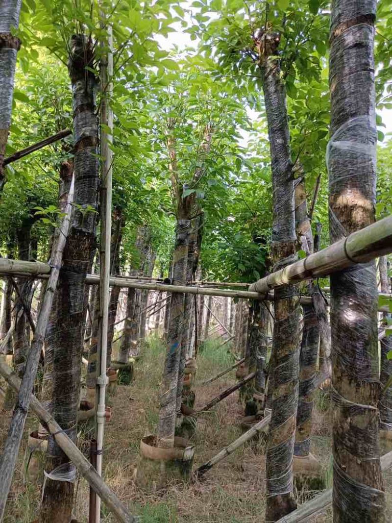 重阳木5～8公分基地直销大小规格齐全质量优质