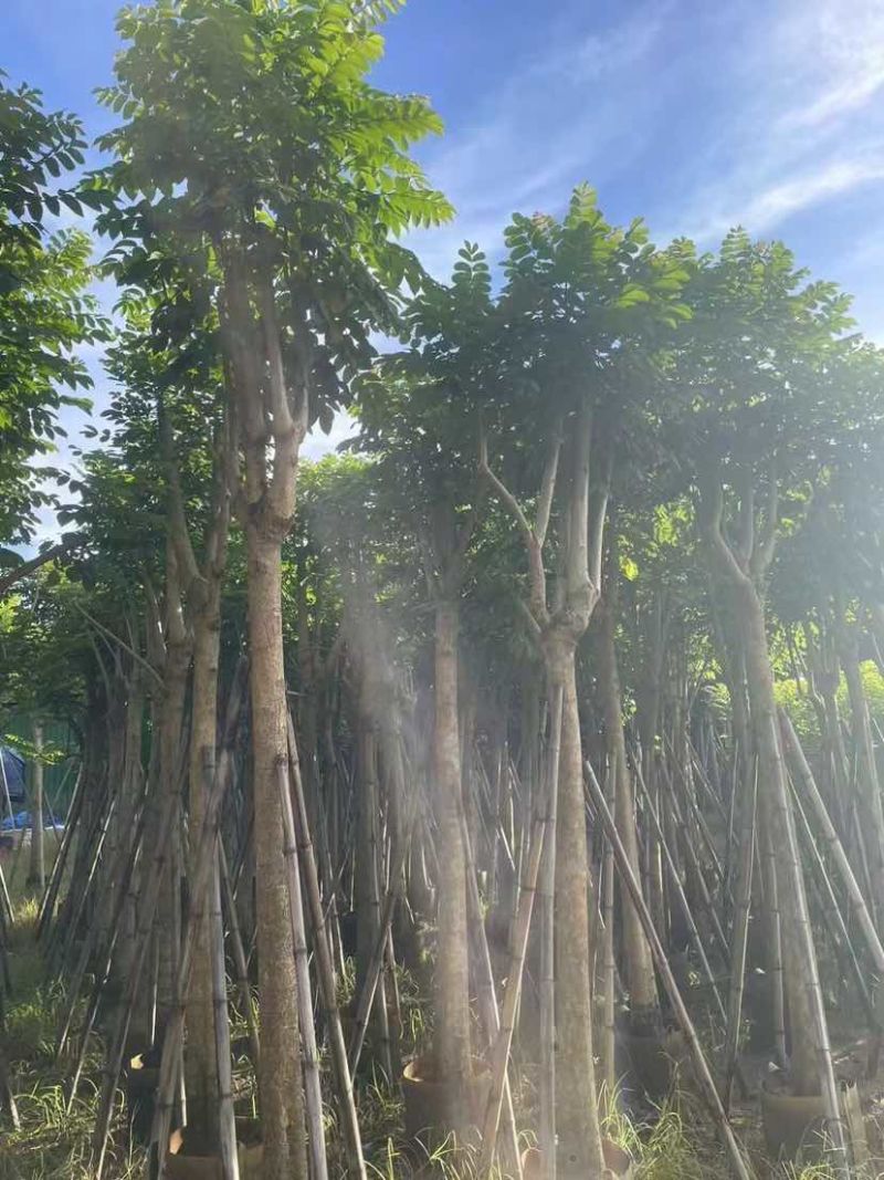 火焰木12～15公分基地直销大小规格齐全质量优质