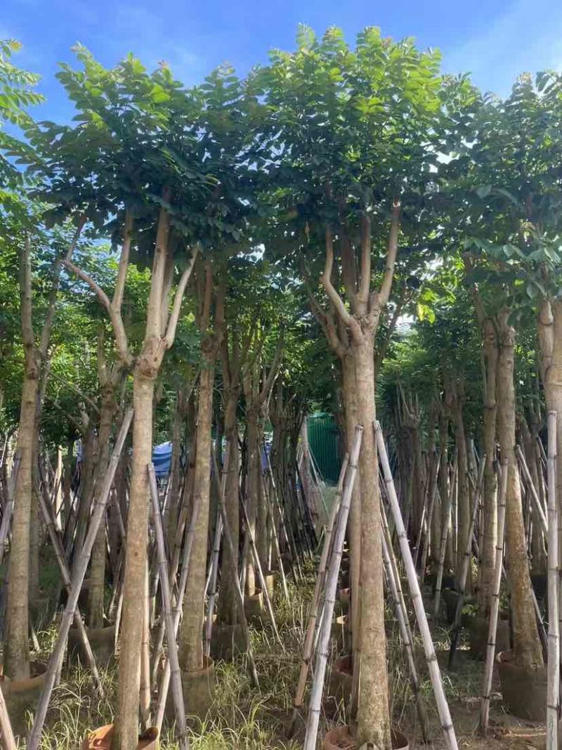 火焰木12～15公分基地直销大小规格齐全质量优质