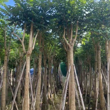 火焰木12～15公分基地直销大小规格齐全质量优质