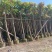 芒果树5～8公分基地直销大小规格齐全质量优质