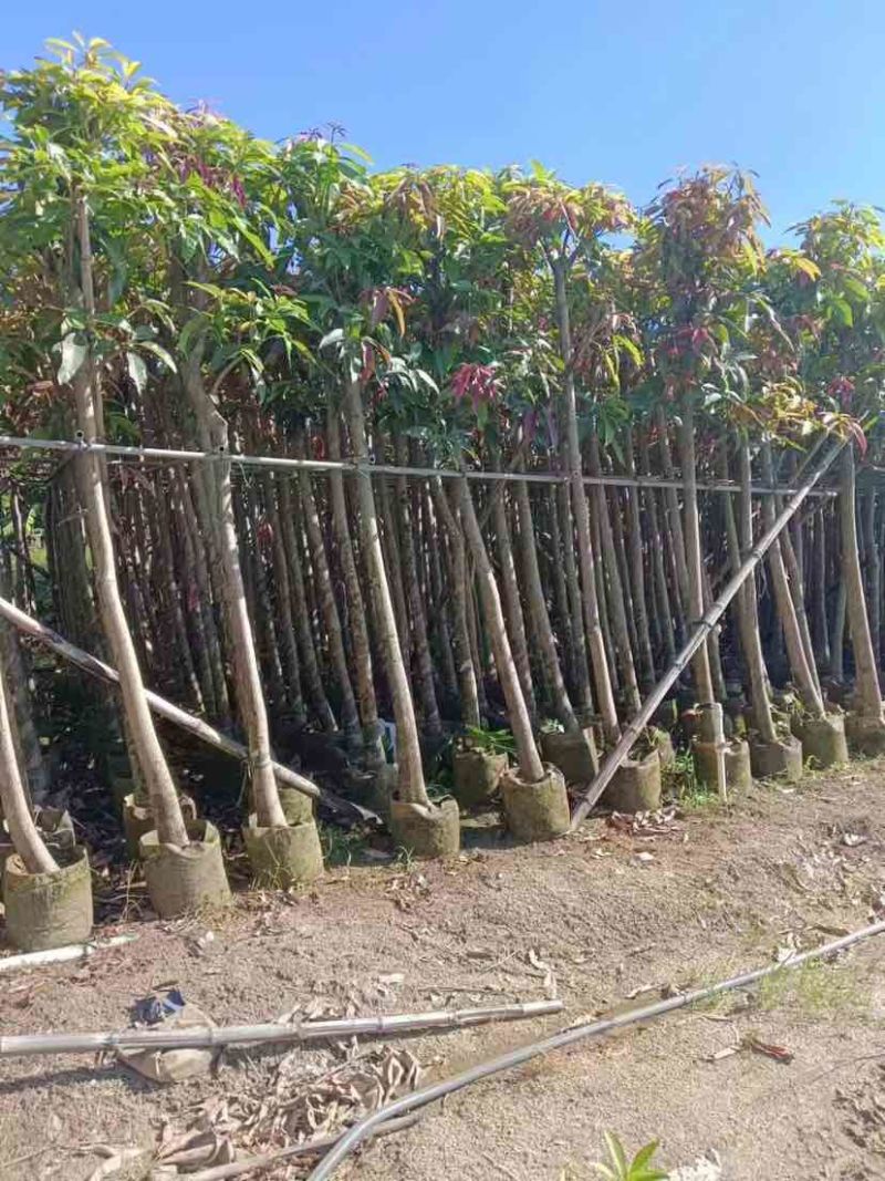 芒果树5～8公分基地直销大小规格齐全质量优质