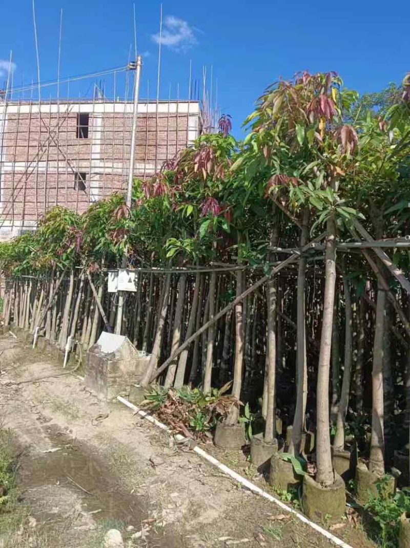 芒果树5～8公分基地直销大小规格齐全质量优质