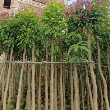 芒果树5～8公分基地直销大小规格齐全质量优质