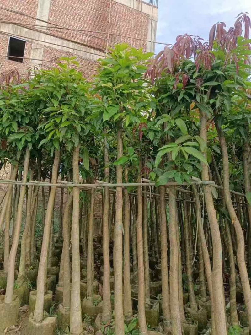 芒果树5～8公分基地直销大小规格齐全质量优质