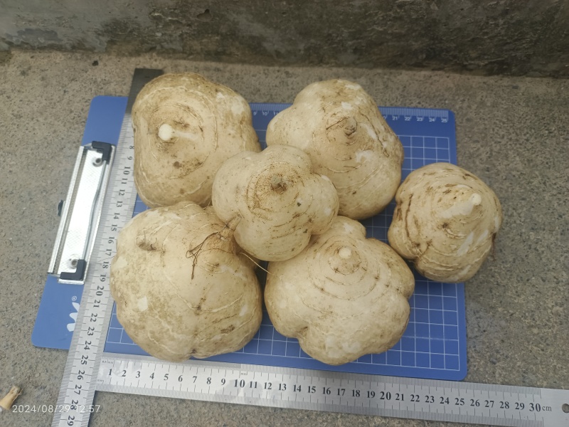 贵州凉薯