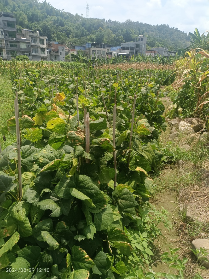 贵州凉薯