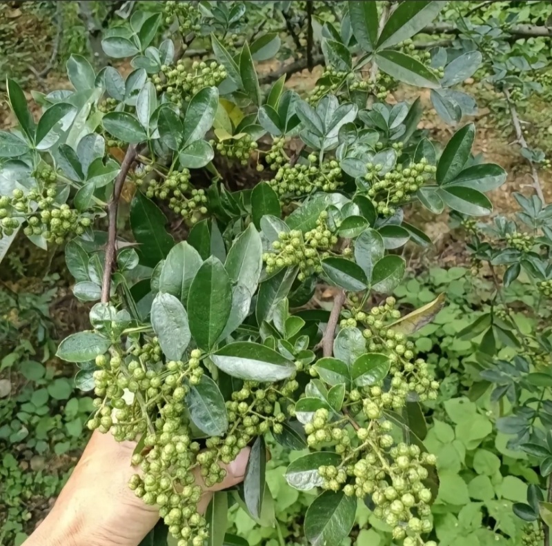 ****青花椒金阳县
