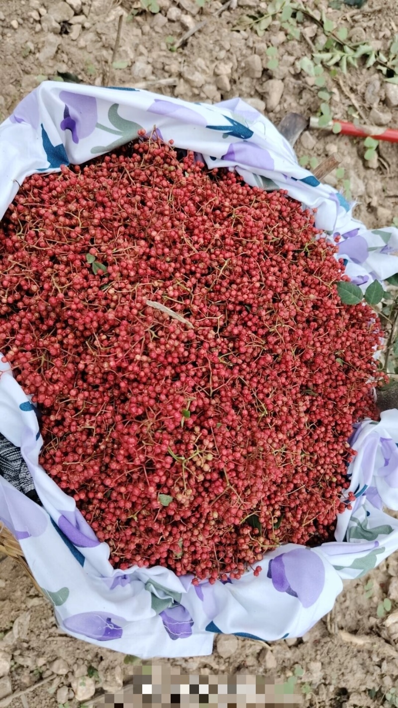 甘肃陇南大红袍花椒