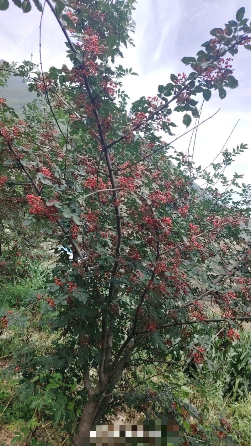 甘肃陇南大红袍花椒