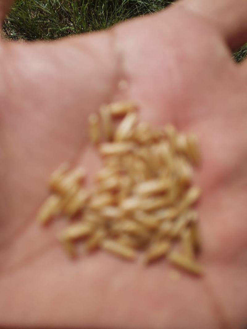 赤峰克旗莜麦