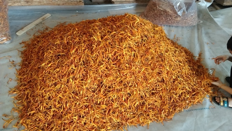 台湾黄花菜