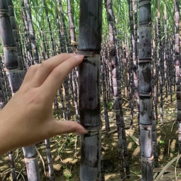 黑皮甘蔗，节长多汁，甜度高