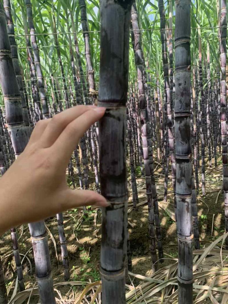 黑皮甘蔗，节长多汁，甜度高