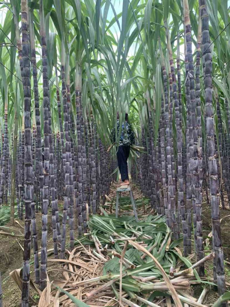 黑皮甘蔗，节长多汁，甜度高