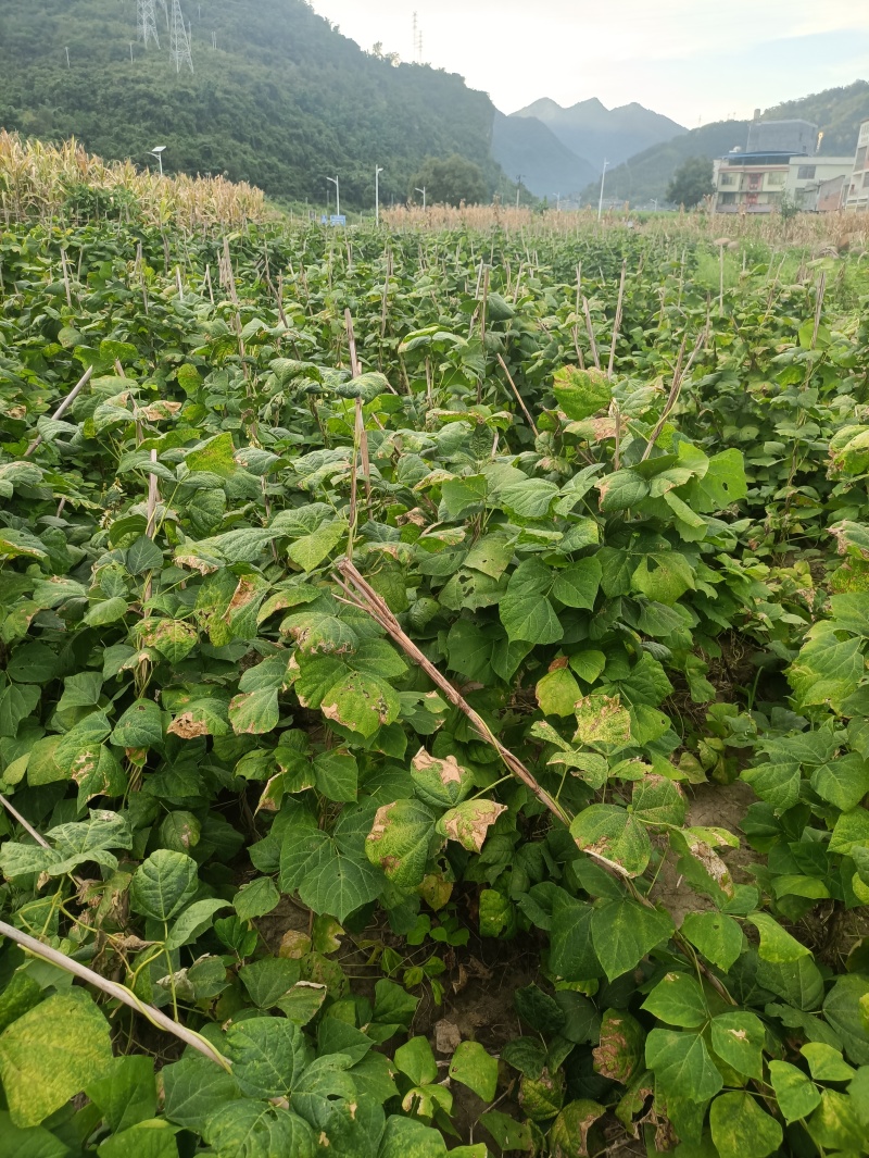贵州地萝卜农家自种沙土新鲜的萝卜白地瓜嘎嘣脆皮薄肉厚现挖现发