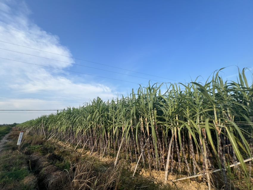 一片生机勃勃的甘蔗田,正值春季生长旺季,嫩绿的甘蔗整齐排列在田垄上,阳光洒落,叶片泛着油亮光泽,远处有农民正在田间劳作,背景是淡蓝色的春日天空 甘蔗田春季景象