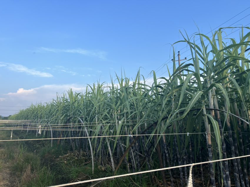 青甘蔗田全景