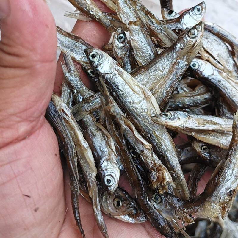 鱼干饲料鱼猫鱼风干刁油炸刁子干河虾一手货源实体店批发