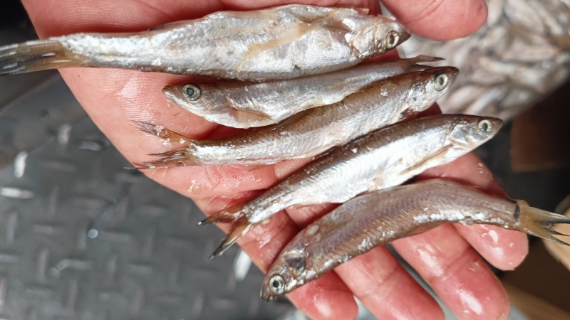 鱼干饲料鱼猫鱼风干刁油炸刁子干河虾一手货源实体店批发