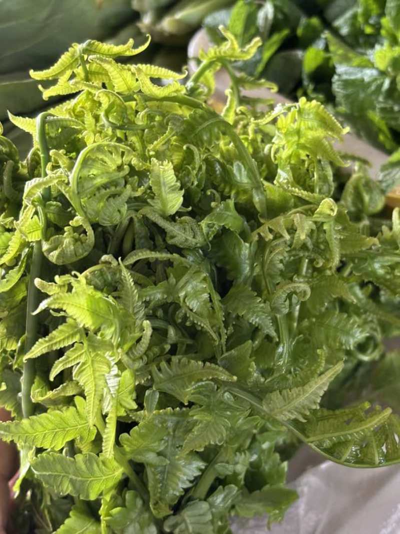 水蕨菜