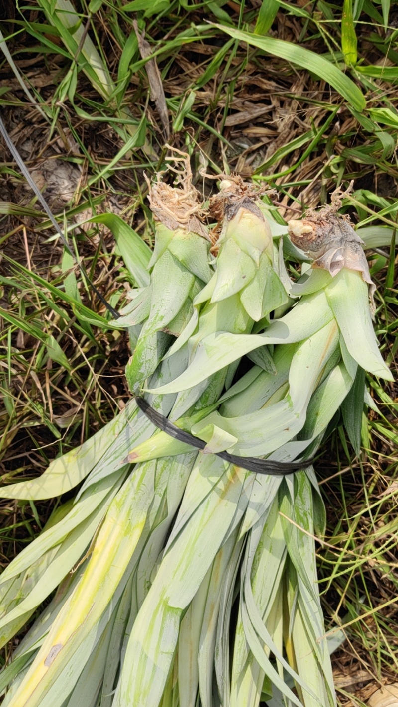 台农16号甜蜜蜜凤梨苗，