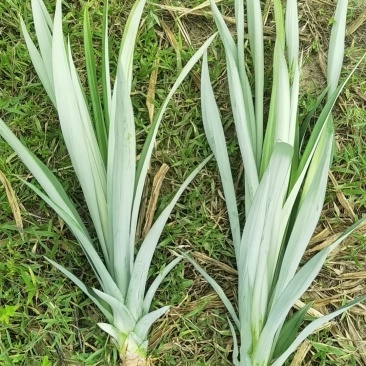 台农16号甜蜜蜜凤梨苗，