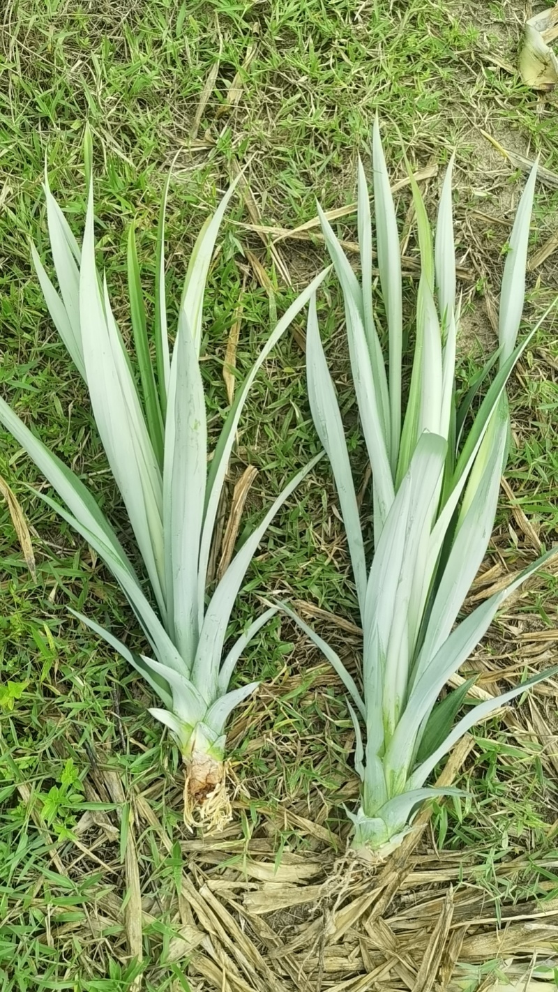 台农16号甜蜜蜜凤梨苗，