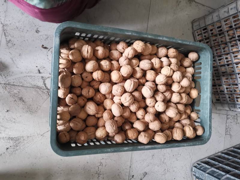 新疆185黑桃核桃个大皮薄大量货源欢迎电话抢购
